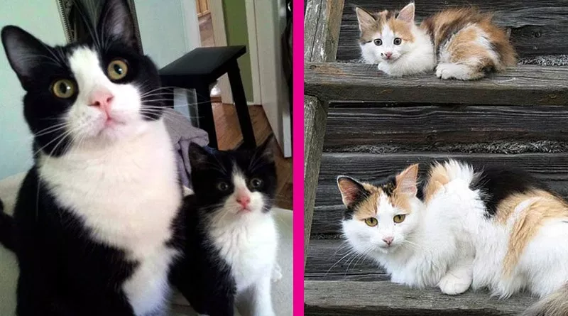 18+ Mama Cats With Their Overly Cute Mini-Meow Counterparts