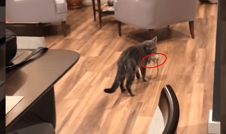 Broccoli The Cat Surprises His Human With Live Rat — Watch His Human’s Priceless Reaction!