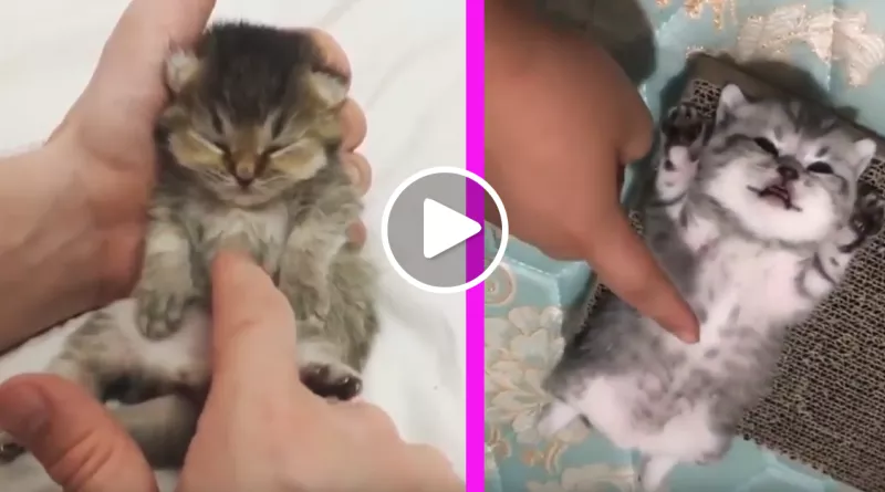 These Sleepy Cats and Kittens Are The Cutest You’ll Ever See!