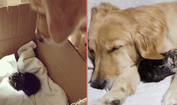 Family Saved An Abandoned Kitten From Streets — And Their Dog Instantly Fell In Love