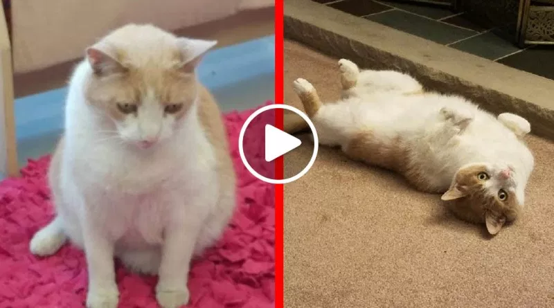 Depressed Senior Cat Spent 10 Years at Shelter Finally Become A Happy Kitty