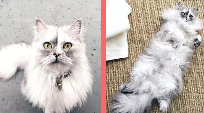 Meet Alice, The Rescued Cat With The Most Beautiful Marble Fur