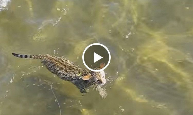 Adorable Bengal Kitten Goes For His First Swim At The Beach